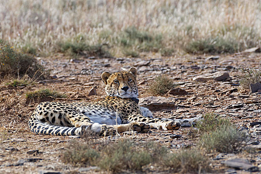 印度豹,成年,雄性,穿,发射器,项圈,躺着,干燥,地面,斑马山国家公园,东开普省,南非,非洲