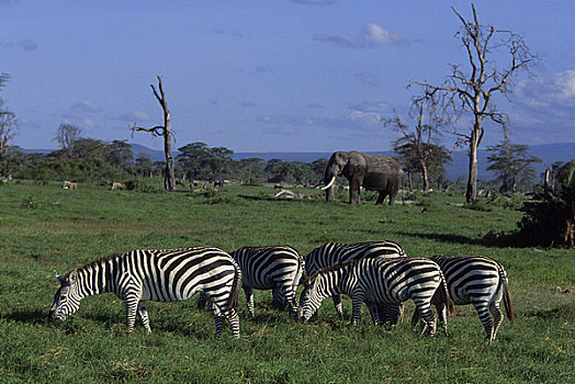 肯尼亚,安伯塞利国家公园,放牧,大象,背景