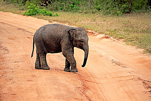 斯里兰卡,大象,象属,幼兽,道路,国家公园,亚洲