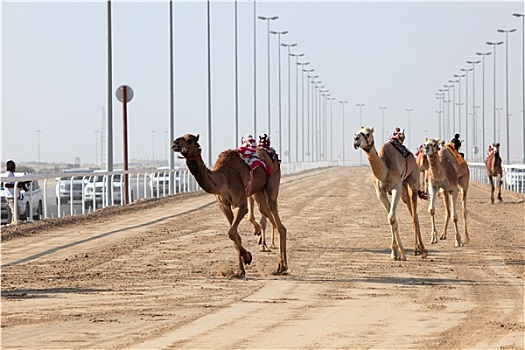 比赛,骆驼,机器人,骑师,多哈,卡塔尔