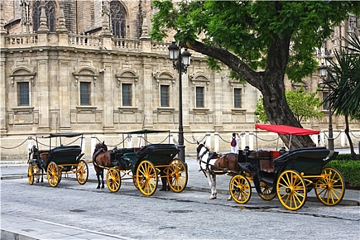 马,手推车,户外,塞维利亚,大教堂