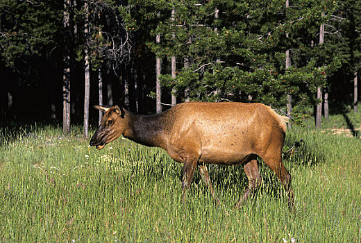 加拿大,艾伯塔省,落基山脉,碧玉国家公园,麋鹿,母牛