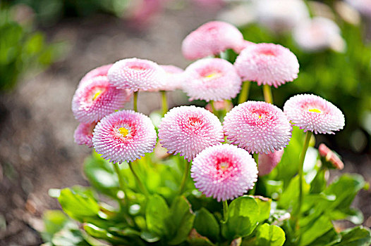 粉色,一对,雏菊属,品种,花坛