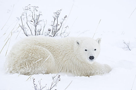 北极熊,幼兽,卧,雪中,丘吉尔市,曼尼托巴,加拿大