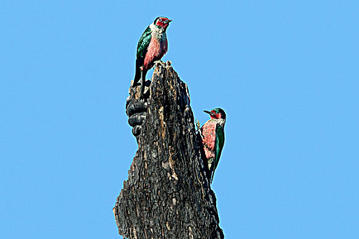 啄木鸟,奥克纳根谷,南方,哥伦比亚,加拿大