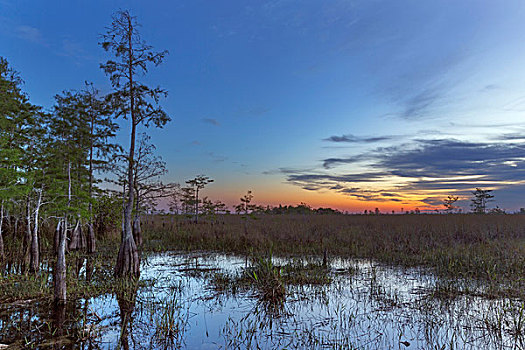 日出,上方,湿地,大沼泽地国家公园,佛罗里达,美国