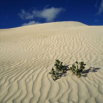 植物,沙丘,南邦国家公园,澳大利亚