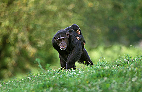黑猩猩,类人猿,母兽