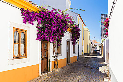 盛开,小路,墙壁,塔维拉,阿尔加维,葡萄牙