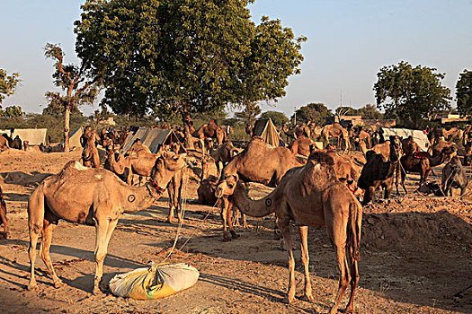 印度,拉贾斯坦邦,骆驼,全视图