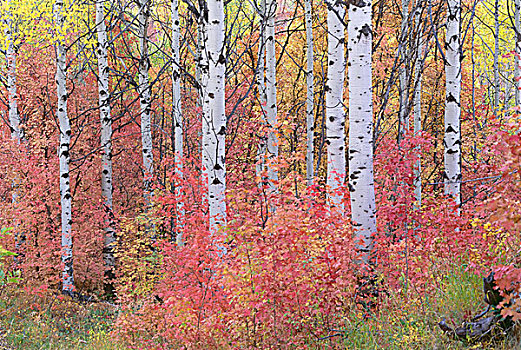 树林,白杨,瓦沙奇山,惊人,黄色,红色,秋叶