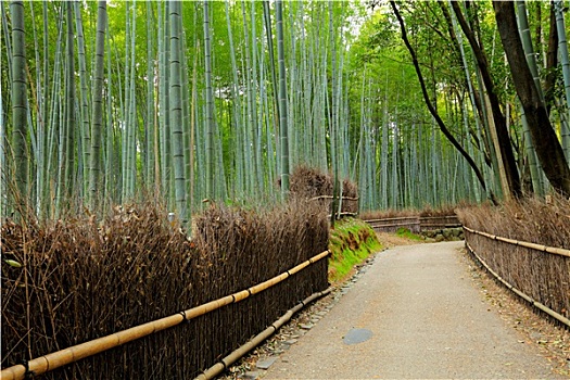 道路,竹林