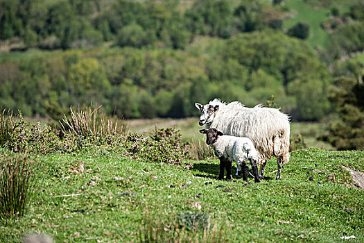 绵羊,母羊,爱尔兰,欧洲
