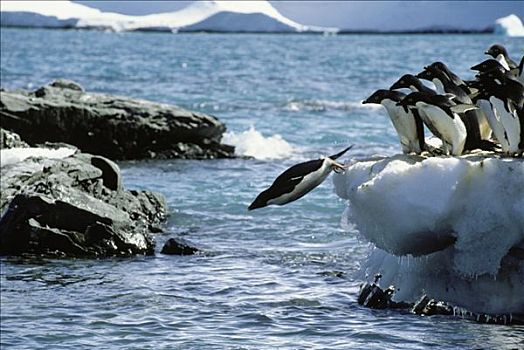 阿德利企鹅,跳跃,冰山,水,岛屿