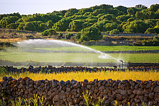 灌溉,春天,粮食,地点,米诺卡岛,巴利阿里群岛