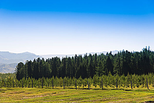 新疆哈密天山草场树林