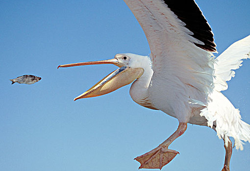 白色,鹈鹕,成年,飞行,抓住,鱼,瓦利斯港,纳米比亚,非洲
