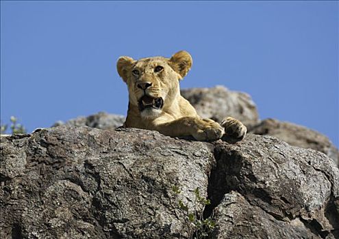 狮子,雌狮,暸望,塞伦盖蒂,坦桑尼亚