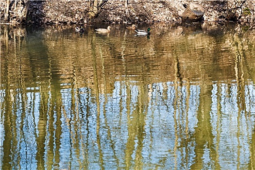 野鸭,树,反射,树林,湖