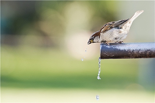 麻雀,饮用水