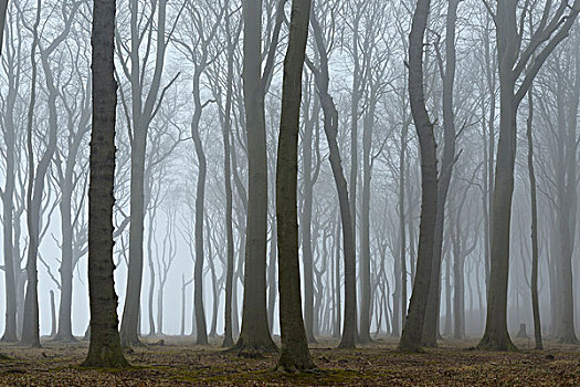 树,树林,雾,灵异,波美拉尼亚,梅克伦堡州,德国