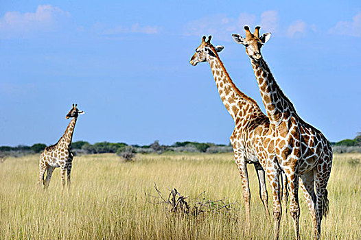 纳米比亚,埃托沙国家公园,长颈鹿