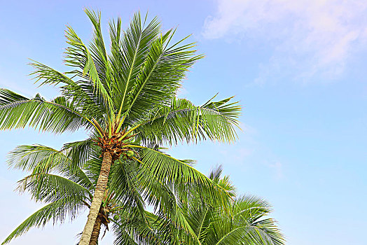 海南省三亚市亚龙湾的椰树