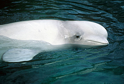 白鲸,俘获,温哥华水族馆,加拿大