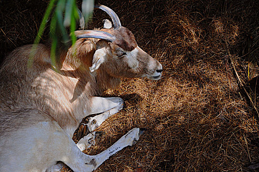 台湾台北,市立动物园,来自非洲的羚羊,正在树阴下躲太阳