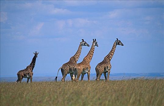 长颈鹿,马赛马拉,肯尼亚,非洲