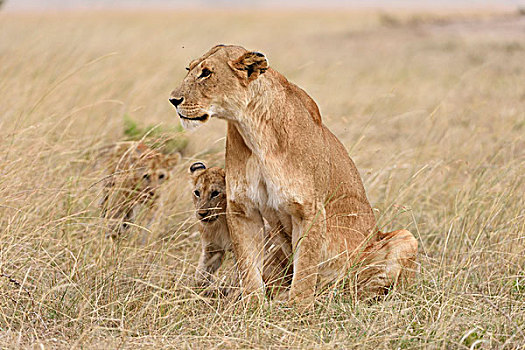 雌狮,狮子,幼兽,马赛马拉国家保护区,肯尼亚,非洲