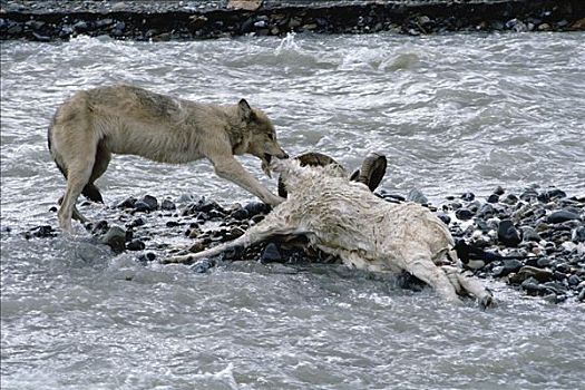 大灰狼,狼,野大白羊,白大角羊,河,德纳利国家公园和自然保护区