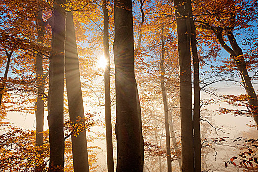 秋天,山毛榉,晨雾,靠近,上巴伐利亚,巴伐利亚,德国