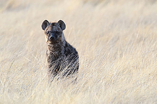 斑鬣狗,站立,高草,埃托沙国家公园,纳米比亚,非洲