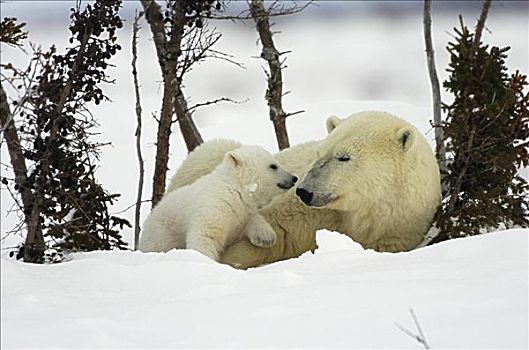 北极熊,瓦普斯克国家公园,曼尼托巴,加拿大