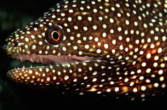 海鳗,菲律宾,亚洲
