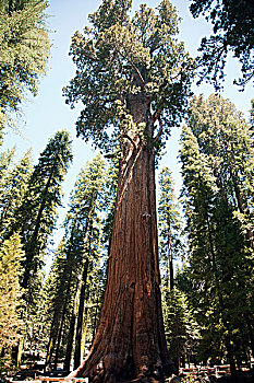 巨杉,树,红杉国家公园,加利福尼亚,美国