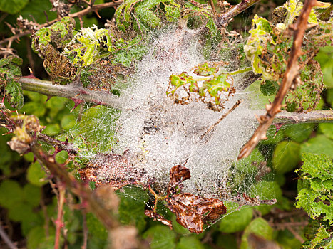 白色,蜘蛛网,蜘蛛丝,满,冰,泡泡,水,雨,倒出,湿,阴天,春天,白天,细枝,叶子