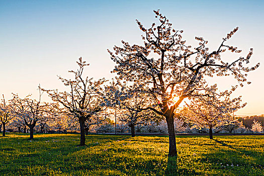 樱桃树,日落,逆光,春天,瑞士