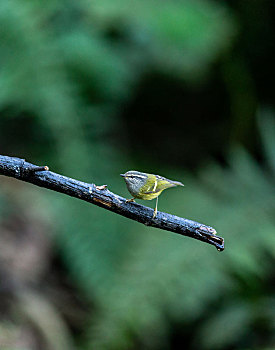 栖息在中国西南山间茂密林下的灰喉柳莺鸟