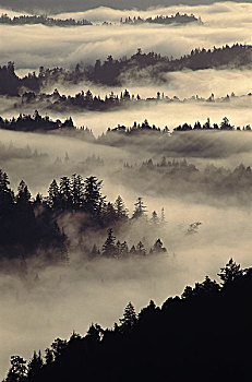 北美红杉,树林,晨雾,洪堡红杉州立公园,加利福尼亚