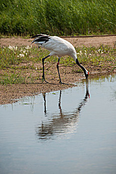 黑龙江齐齐哈尔扎龙丹顶鹤自然保护区沼泽湿地里的丹顶鹤