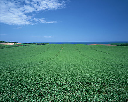 小麦,鄂霍次克海,海洋