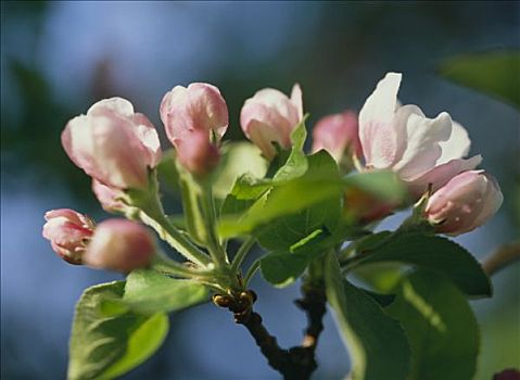 枝条,苹果花