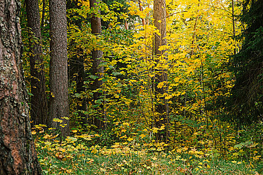 茂密,秋色,树林,自然,背景