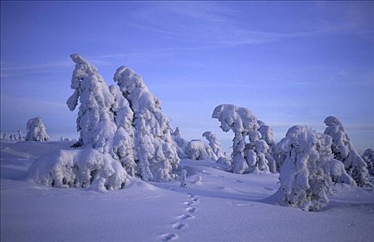 积雪,挪威针杉,国家公园,布罗肯,萨克森安哈尔特,德国,欧洲云杉