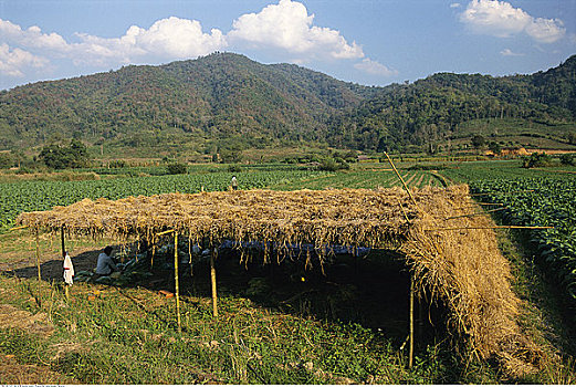 烟草,农场,清莱,泰国