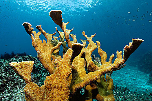 珊瑚,向风群岛,小安的列斯群岛,加勒比海