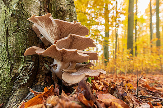 平菇,树干,秋天,山毛榉,树林,国家公园,黑森州,德国,欧洲