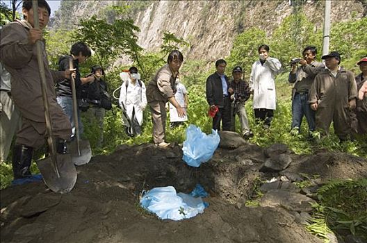 大熊猫,严肃,污染,衣服,五月,2008年,地震,卧龙,中国